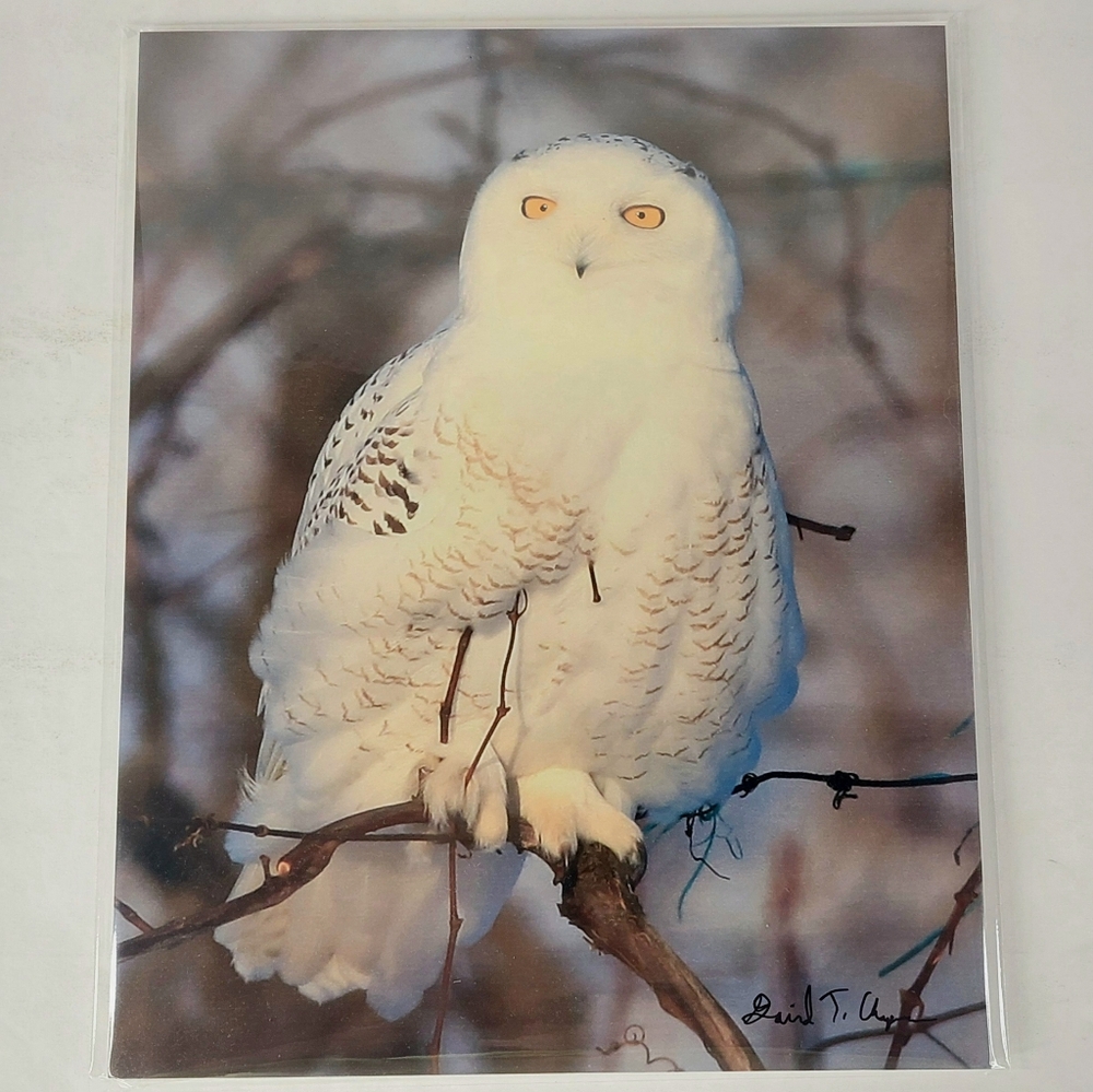 'A Snowy Owl In The Vineyard' 8"x 10" Fine Art Archival Print Ready to be Framed